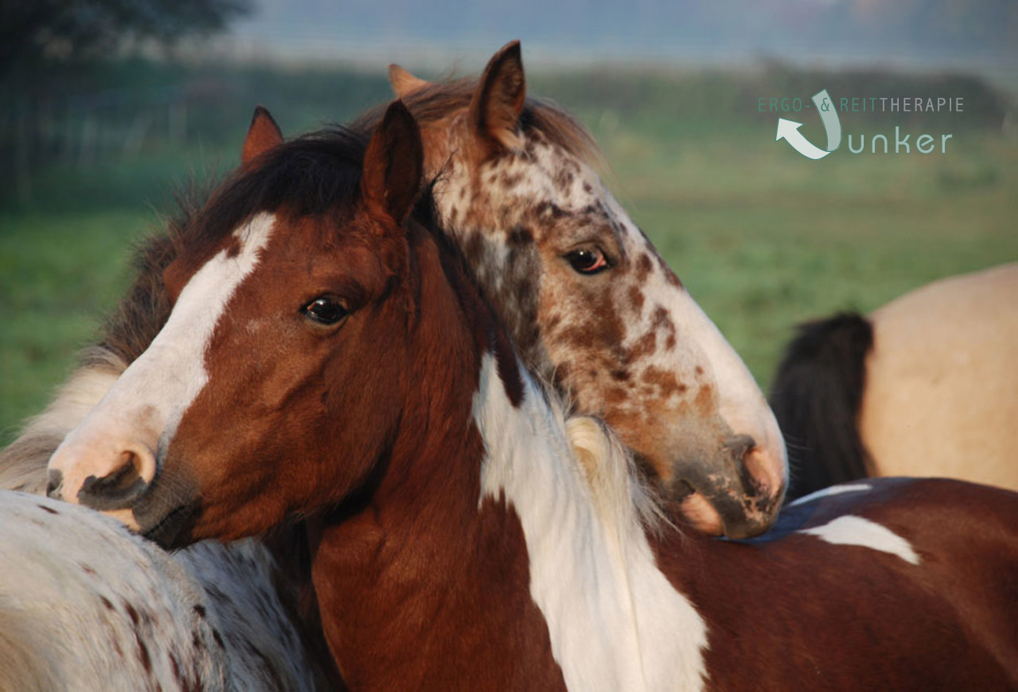 Ergotherapie & Reittherapie Junker